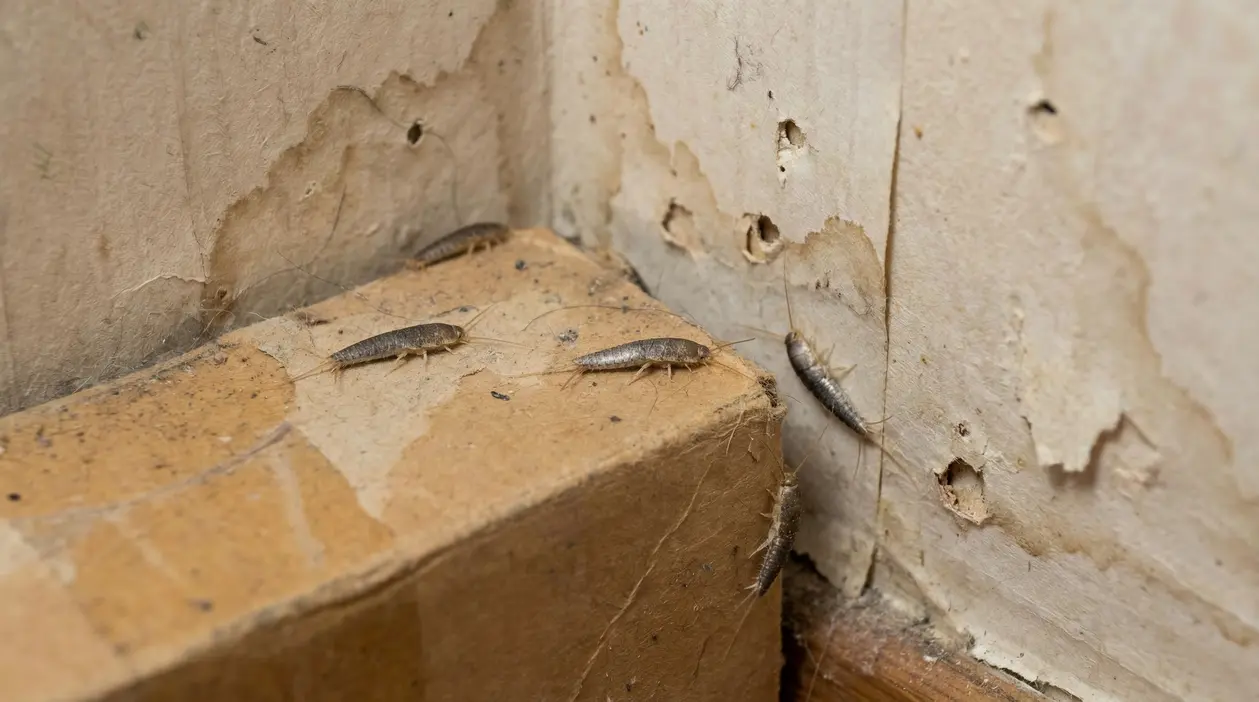 Pesciolini d'argento in un angolo di casa con pareti danneggiate dall'umidità